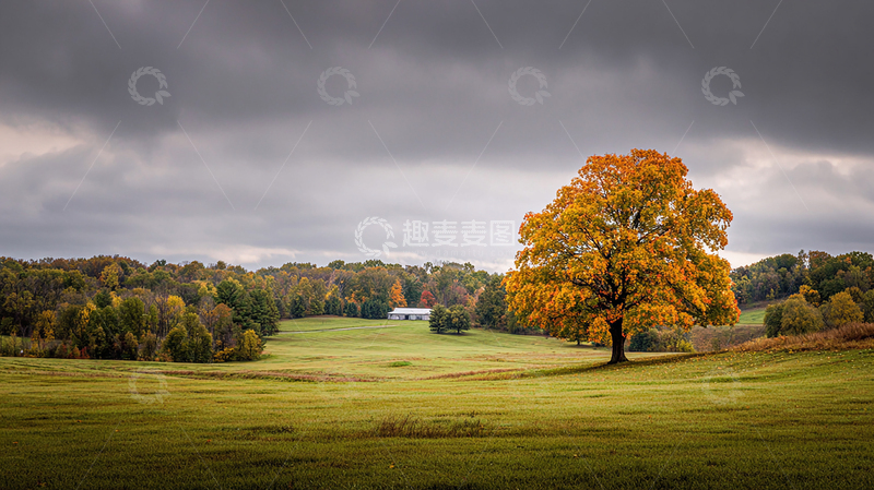 高清大图下载【趣麦麦图】秋日孤树金色辉映