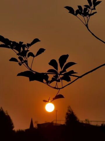 夕阳剪影树枝风景摄影