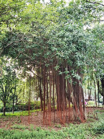 森林榕树景观自然风光