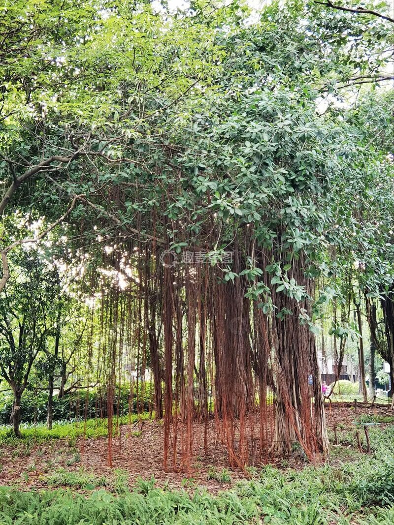 高清大图下载【趣麦麦图】-森林榕树景观自然风光