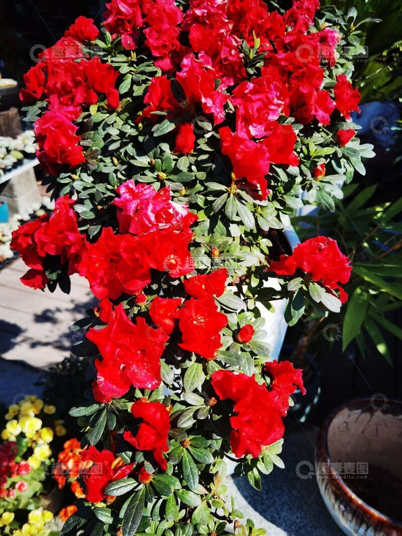 高清大图下载【趣麦麦图】鲜艳杜鹃花盆栽摄影图片