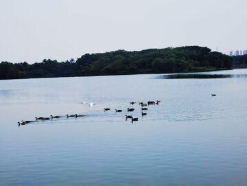 湖光鸭影自然风景