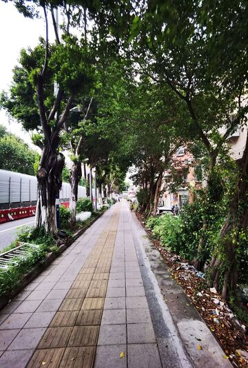 城市街道绿树成荫景观