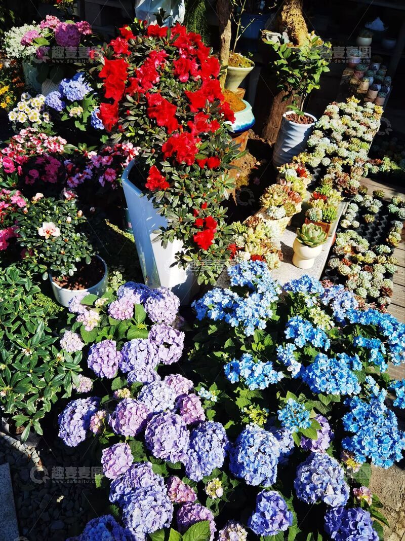 高清大图下载【趣麦麦图】繁花似锦花园景观盆栽