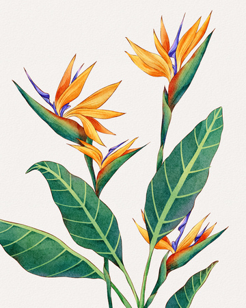 鹤望兰天堂鸟花卉装饰插画