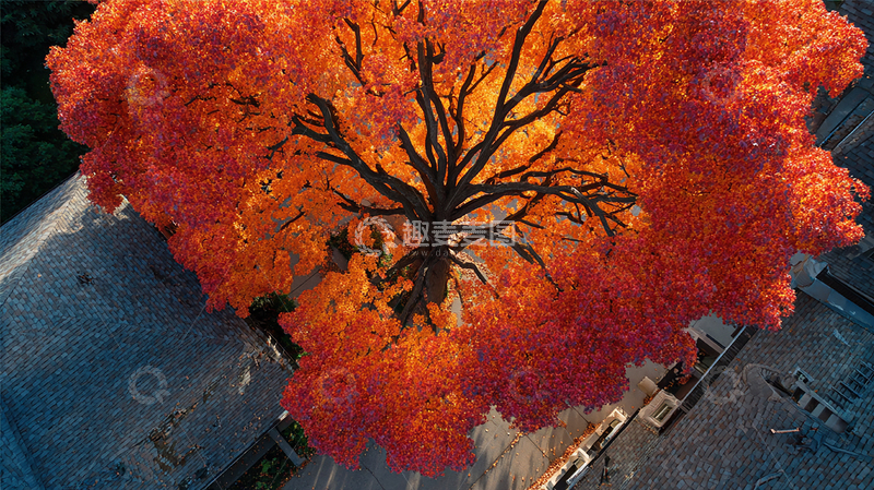 高清大图下载【趣麦麦图】古村落的枫叶盛景