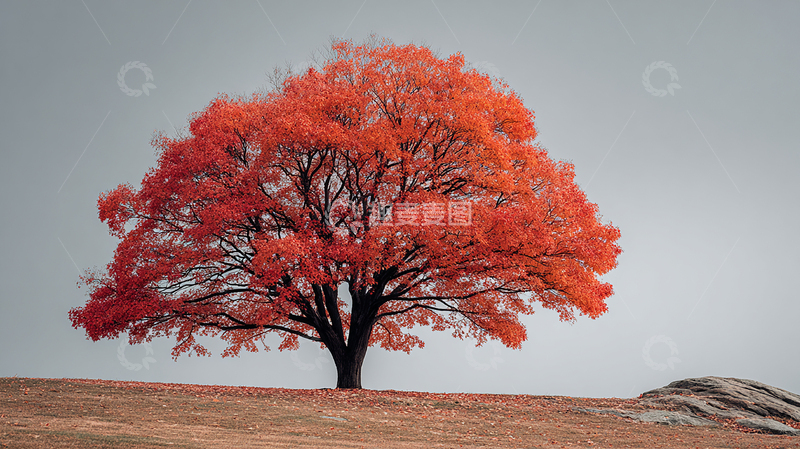 高清大图下载【趣麦麦图】秋日红叶大树