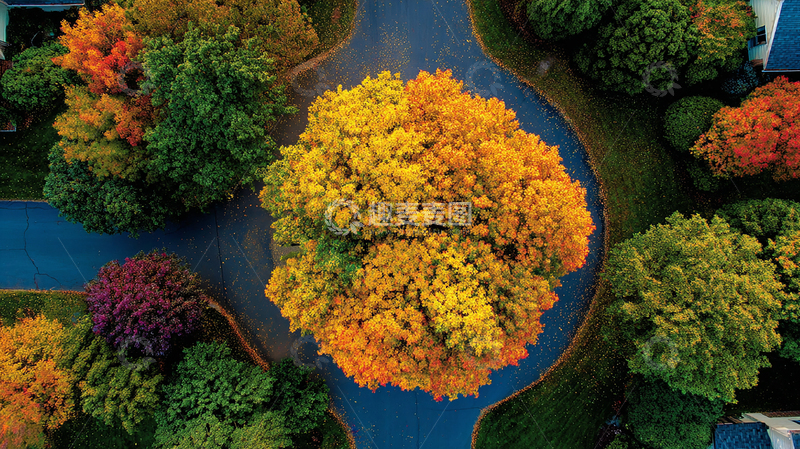 高清大图下载【趣麦麦图】秋日彩树环绕