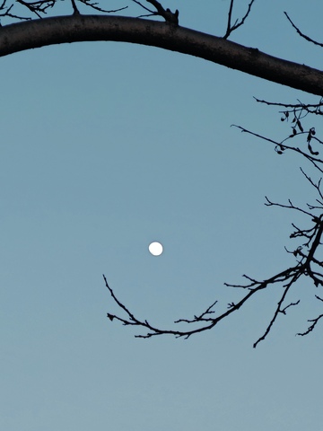 枯枝映月秋意浓