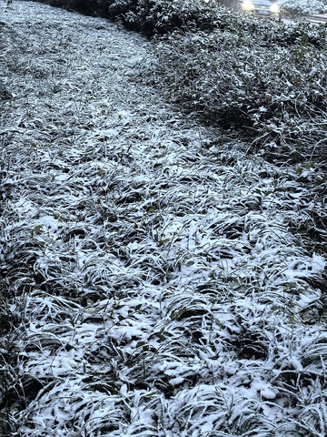 冬雪覆盖草地景观