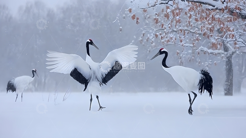 高清大图下载【趣麦麦图】雪景鹤舞自然风光摄影