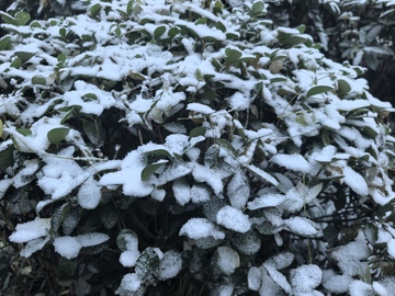 冬日雪覆盖绿植摄影图