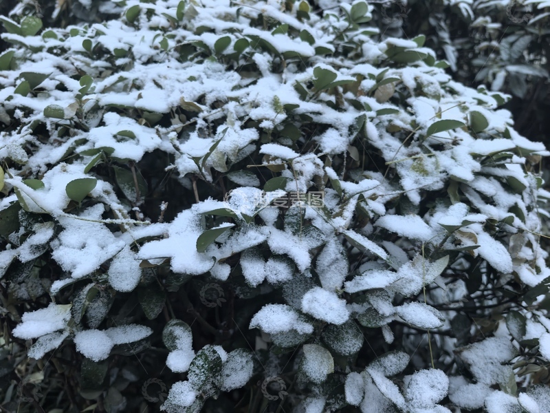 高清大图下载【趣麦麦图】冬日雪覆盖绿植摄影图