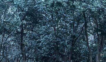 森林夜色树木剪影