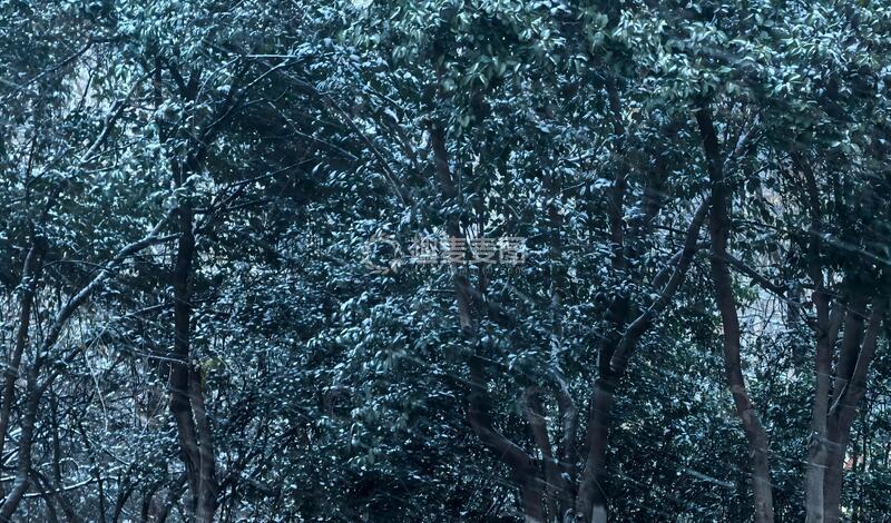 高清大图下载【趣麦麦图】-森林夜色树木剪影