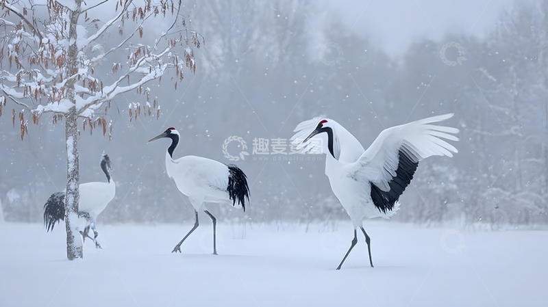 高清大图下载【趣麦麦图】冬日鹤舞雪景自然风光摄影