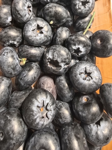 新鲜蓝莓特写摄影图片3