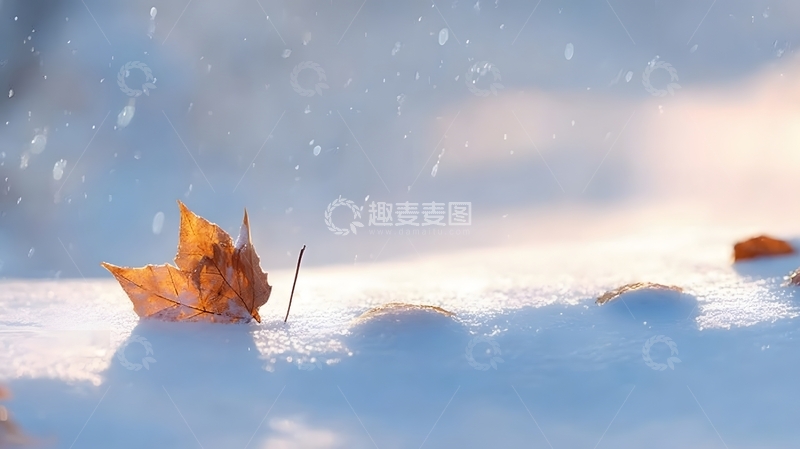 高清大图下载【趣麦麦图】冬日雪景枫叶特写