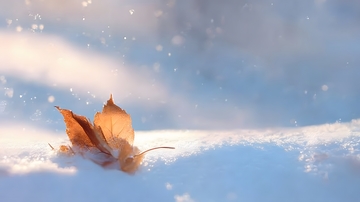 冬日枯叶雪景摄影