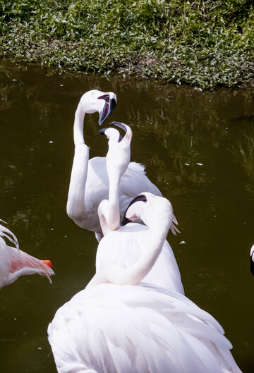 火烈鸟水中互动摄影图片