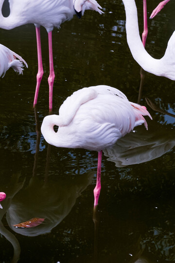 火烈鸟水中姿态摄影图片