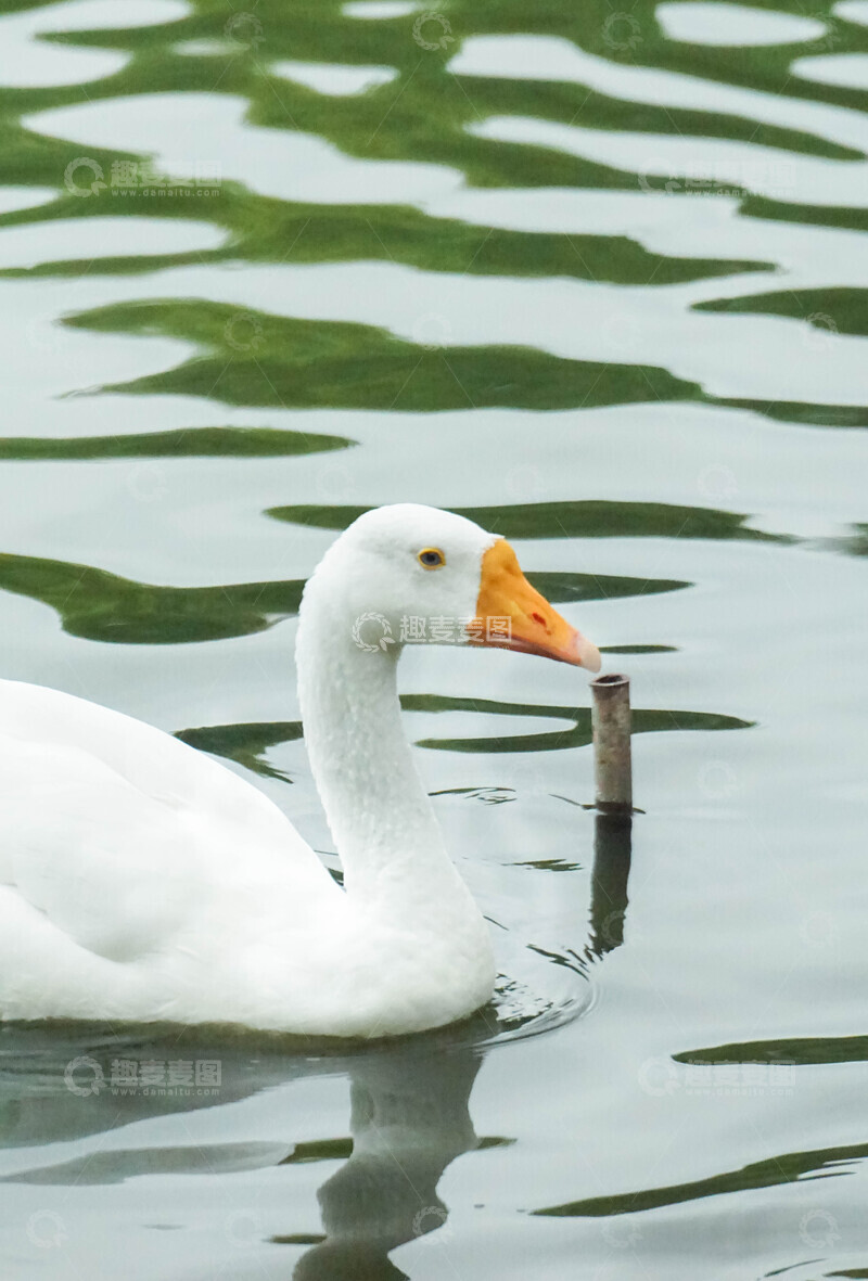 高清大图下载【趣麦麦图】-白鹅游湖碧水摄影