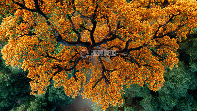 高清大图下载【趣麦麦图】秋日橙色树冠