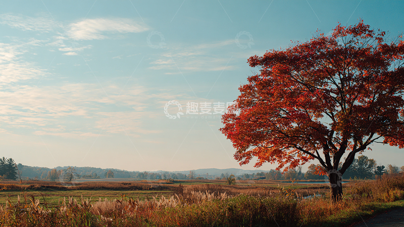 高清大图下载【趣麦麦图】秋日红叶映天际