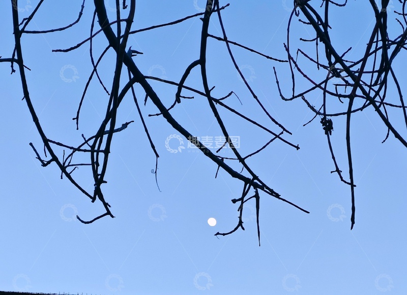 高清大图下载【趣麦麦图】枯枝月夜11111