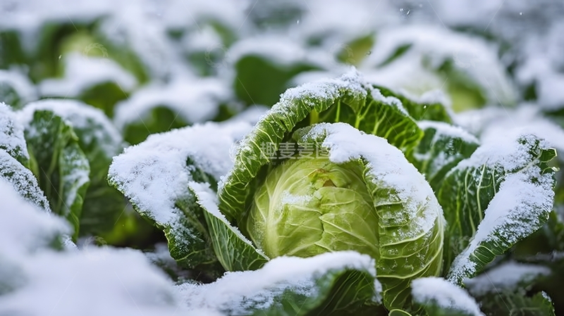高清大图下载【趣麦麦图】-冬日里雪中卷心菜特写