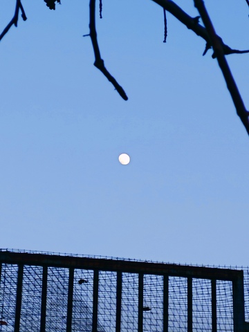 蓝调夜空月亮树枝围栏