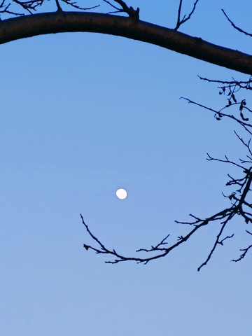 冬日蓝天月亮树枝