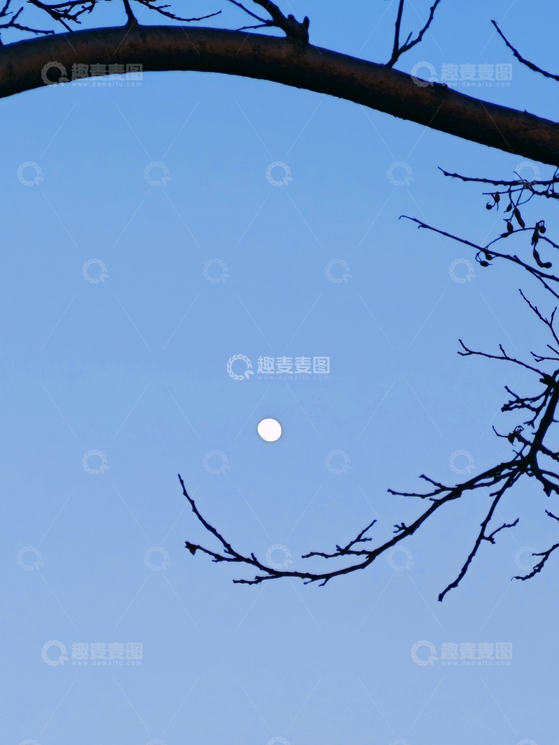 高清大图下载【趣麦麦图】-冬日蓝天月亮树枝