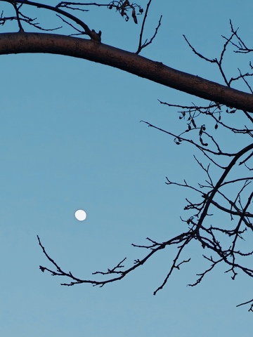 树枝月亮静谧天空