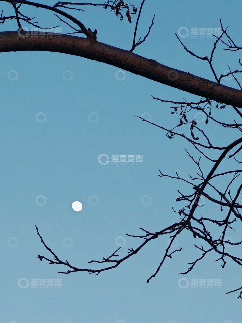 高清大图下载【趣麦麦图】树枝月亮静谧天空