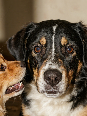 宠物狗亲密互动特写摄影