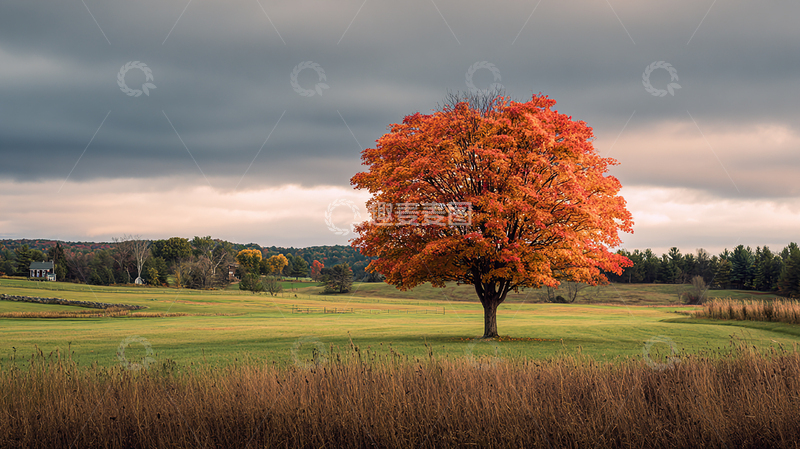 高清大图下载【趣麦麦图】秋日红叶独树惊艳
