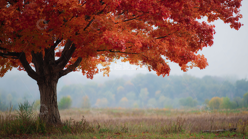 高清大图下载【趣麦麦图】秋日红枫独树成景