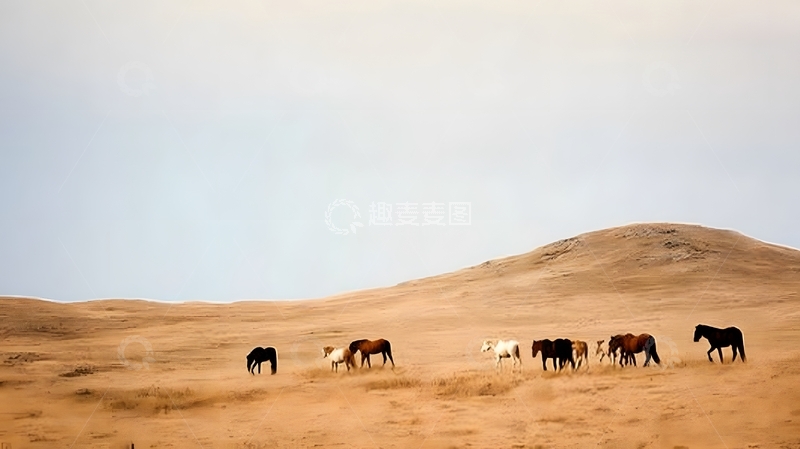 高清大图下载【趣麦麦图】荒野马群风景摄影