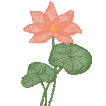 水彩荷花淡雅植物插画