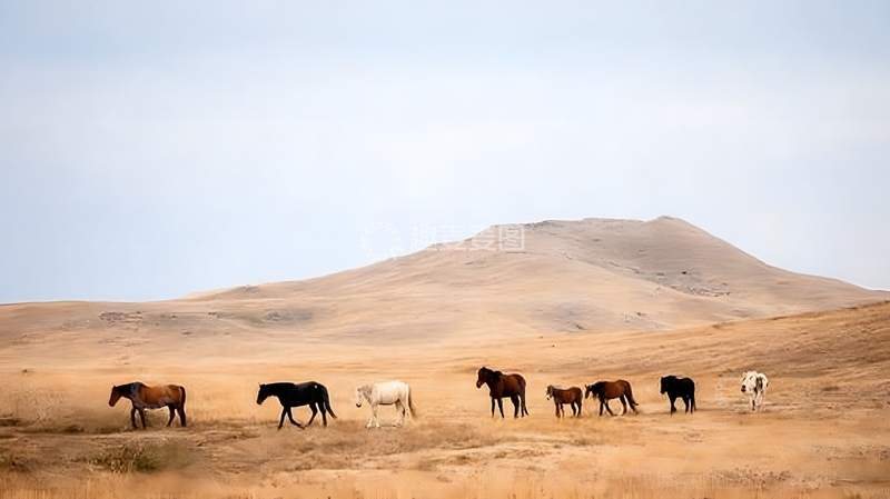 高清大图下载【趣麦麦图】荒野马群自然风光摄影图片