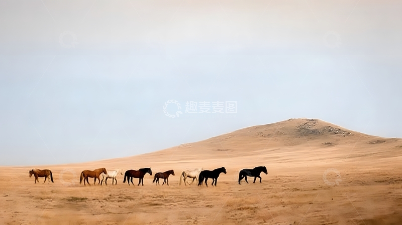 高清大图下载【趣麦麦图】草原马群风景摄影