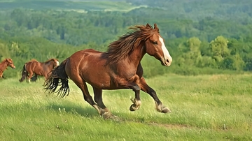 草原奔腾骏马风光摄影