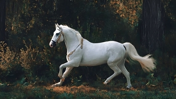 森林白马奔跑自然风光摄影