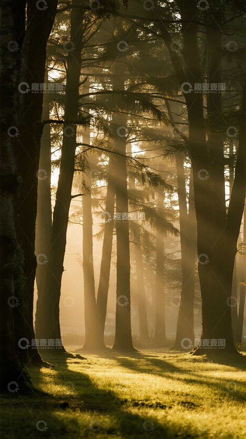 高清大图下载【趣麦麦图】晨雾森林光影美景