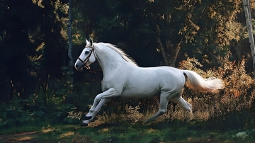 白马奔林自然风景摄影