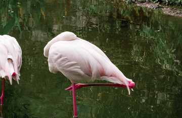 火烈鸟静立水面摄影