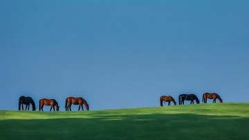 草原骏马风景摄影