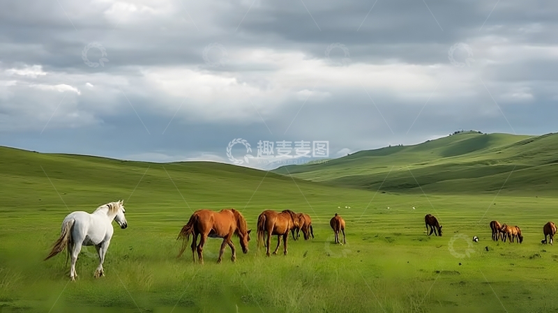 高清大图下载【趣麦麦图】草原骏马风光摄影图片