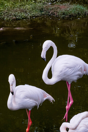 自然火烈鸟水塘摄影图